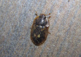 Lobiopa Sap-feeding Beetle species
