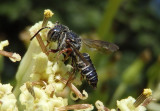 Coelioxys modesta; Leafcutting Bee species