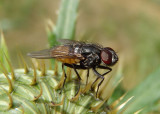 Musca autumnalis; Face Fly; exotic