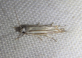 2211 - Polyhymno luteostrigella; Twirler Moth species