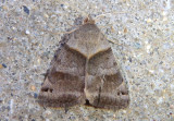 8738 - Caenurgina crassiuscula; Clover Looper Moth