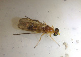 Ptecticus trivittatus; Soldier Fly species