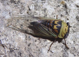 Megatibicen pronotalis; Walkers Cicada