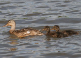 Mallards; female and ducklings