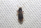 Dyschirius haemorrhoidalis; Ground Beetle species