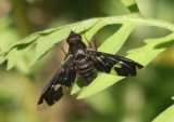 Exoprosopa decora; Bee Fly species