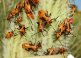 Oncopeltus fasciatus; Large Milkweed Bug nymphs