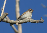 Chipping Sparrow; immature