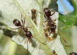 Formica montana; Wood Ant species