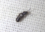 Oxytelini Spiny-legged Rove Beetle species