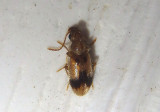Notoxus desertus; Monocerus Beetle species