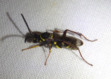 Ceropales maculata; Spider Wasp species