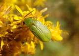 Diabrotica barberi; Northern Corn Rootworm Beetle