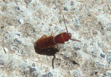 Cryptolestes Lined Flat Bark Beetle species