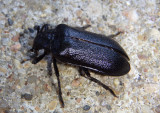 Sandalus niger; Cedar Beetle