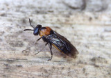 Schizocerella lineata; Argid Sawfly species