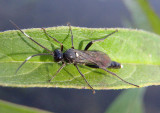 Vulgichneumon brevicinctor; Ichneumon Wasp species