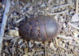Arenivaga Cockroach species; female