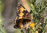 Chlosyne californica; California Patch