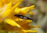 Conotelus mexicanus; Sap-feeding Beetle species