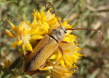 Crossidius suturalis; Long-horned Beetle species