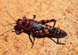 Dactylotum bicolor; Rainbow Grasshopper 