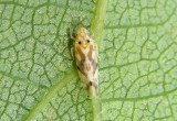 Erythroneura triapitsyni; Leafhopper species
