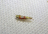 Zyginama tricolor; Leafhopper species