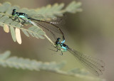 Ischnura damula; Plains Forktail pair