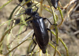 Linsleya suavissima; Blister Beetle species