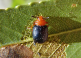 Plagiodera arizonae; Leaf Beetle species