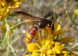 Scolia nobilitata; Scoliid Wasp species