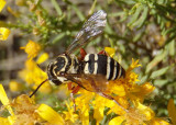 Triepeolus Cuckoo Bee species