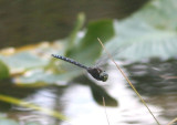 Aeshna palmata; Paddle-tailed Darner; male
