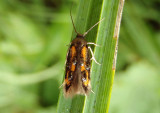 1463 - Chrysoclista linneella; Linnaeus's Spangle-wing