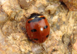 Coccinella transversoguttata; Transverse Lady Beetle