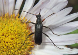 Grammoptera subargentata; Flower Longhorn species