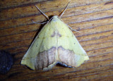 6912 - Sicya macularia; Sharp-lined Yellow
