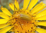 Zonitis sayi; Blister Beetle species