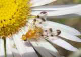 Trypeta flaveola; Fruit Fly species