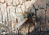 Muscidae House Fly species