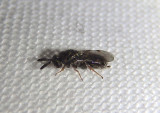 Eurytomidae Chalcid Wasp species