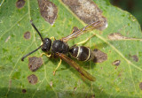 Ancistrocerus Potter Wasp species