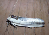 1011 - Antaeotricha schlaegeri; Schlaegers Fruitworm Moth