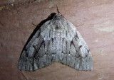 6905 - Nepytia swetti; Geometrid Moth species