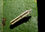 1413 - Batrachedra enormis; Large Batrachedra Moth