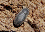 Blapstinus substriatus; Darkling Beetle species