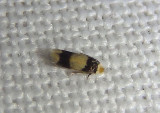 0044-0088 - Nepticulidae Moth species