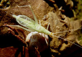 Oecanthus exclamationis; Davis Tree Cricket