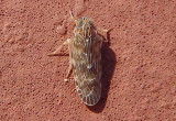 Momar Achilid Planthopper species
